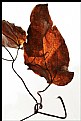 Picture Title - Autumn