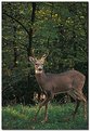 Picture Title - whitetail