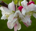 Picture Title - Spring Bud