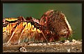 Picture Title - Catterpillar of the Morpho peleides butterfly