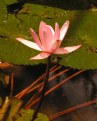 Picture Title - lotus