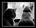 Picture Title - Cats