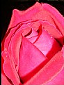 Picture Title - red rose- thank you...