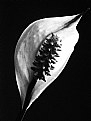 Picture Title - Peace Lily       (Spathiphyllum wallisii )
