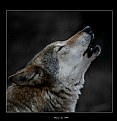 Picture Title - Wolf