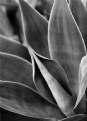 Picture Title - Plant in B&W