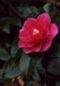 Picture Title - camellia