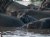 Hippo