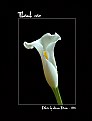 Picture Title - Cala Lily