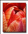 Picture Title - Textured tulip