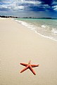 Picture Title - Starfish