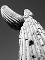 Picture Title - Graceful cactus
