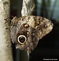 Picture Title - Moth-like butterfly