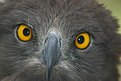 Picture Title - Eagle Eyes