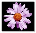 Picture Title - Daisy