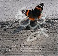 Picture Title - Urban Butterfly