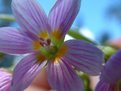 Picture Title - Mountain flower