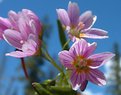 Picture Title - Mountan flower bunch