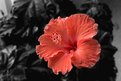 Picture Title - Morning Hibiscus