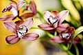 Picture Title - Margie's Orchids