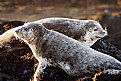 Picture Title - Seals