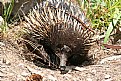 Picture Title - Echidna Portrait