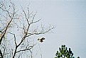 Picture Title - Land