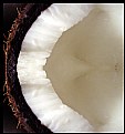 Picture Title - Coconut