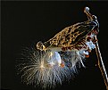 Picture Title - milkweed