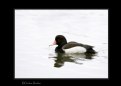 Picture Title - Merganser (I think)