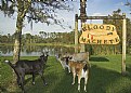 Picture Title -  Bloody Goats