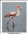 Picture Title - Flamingo Style