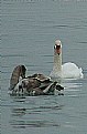 Picture Title - Mother and Child