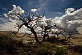 Picture Title - dead tree