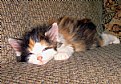 Picture Title - Layed out Kitty