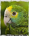 Picture Title - Green Parot