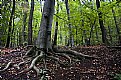 Picture Title - Roots