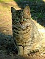 Picture Title - Tabby 2