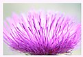 Picture Title - Thistle Flower