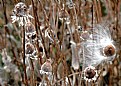 Picture Title - Snagged Milkweed seed