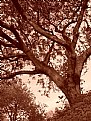 Picture Title - Tree