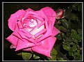 Picture Title - is a rose in the rain...