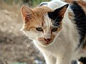 Picture Title - Cat-Kismo