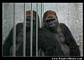 Picture Title - Sad Gorilla