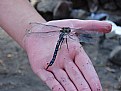 Picture Title - Girl Meets Dragonfly