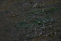 Picture Title - Dancing droplets