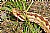 Snake In The Grass