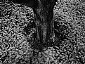 Picture Title - Ex black tree