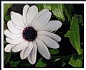 Picture Title - daisy in white.....