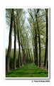 Picture Title - Huge tree path in spring